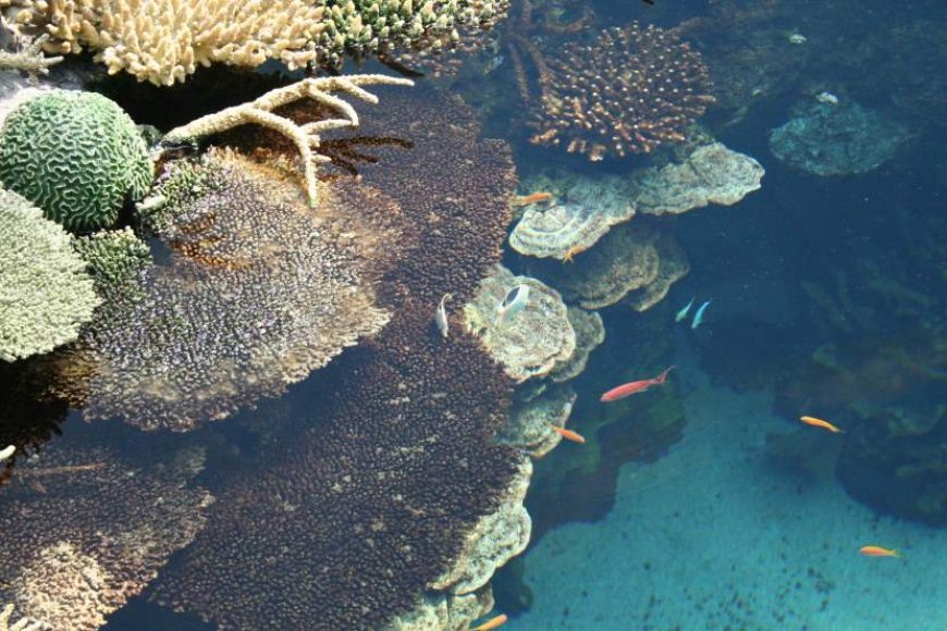 Papahānaumokuākea Marine National Monument Promotes Sustainable Tourism Through Virtual Tours In Hawaii