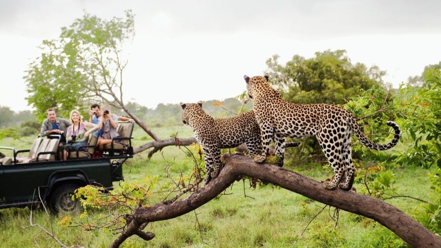 September Safari Season: Kruger’s Peak Wildlife Viewing Delivers Premium Bookings