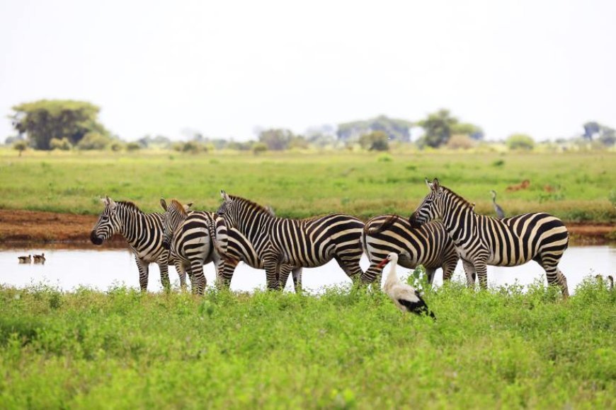Wildlife Translocation Of Zambia: A Game Changer For Tourism And Conservation